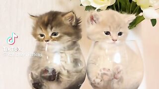 So Cute Kitten 5