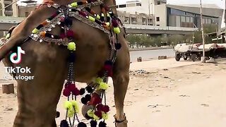 Dancing Camel