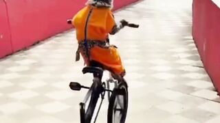 this monkey is Wow! #monkey #riding #funny