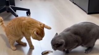 The Ultimate Fish Heist"