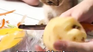 kucing 14