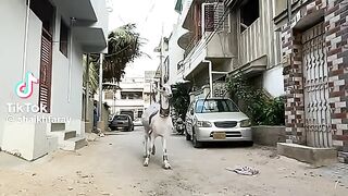 Goat Full Ready