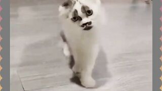 Kucing Komuk
