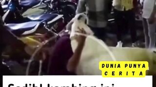 SEEKOR KAMBING MENANGIS DAN PELUK PEMILIKNYA KARENA TAK INGIN DILEPAS KE PEMBELI