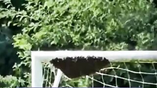 Ketika Para Pria Mengusir Tawon Dengan Bola ????