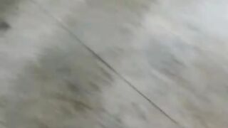 Goat for eid