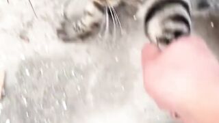 My cat 20