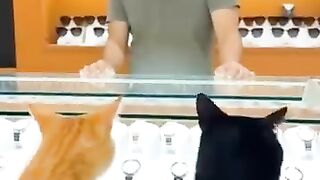 Nyatai