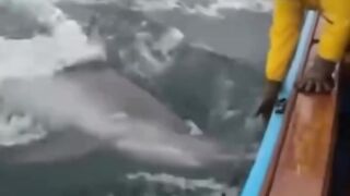 Shark Attacks Sea Lion… Then a Fisherman Does the Unthinkable ????????