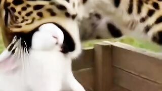 Jasur itlar bechora ona quyonni qoplondan qutqarib olishdi ????