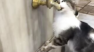 A cat that likes to drink water from the tap