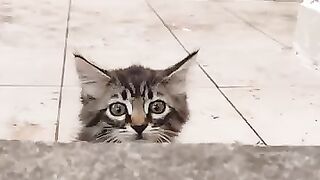 Cute kitten 25
