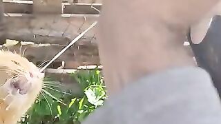 A wonderful atmosphere with goat and cat sounds.