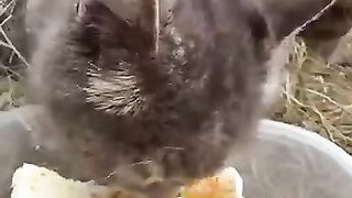 #motherlove #streetcats #kittens #youtubeshorts #animals