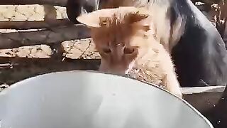 The orange cat can't get enough of milk