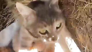 Look at the beauty of the mother cat and her kittens