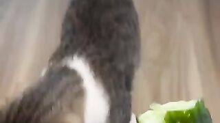 A cat that loves cucumbers.