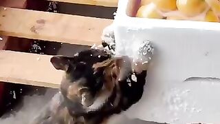 The cat found a game for itself