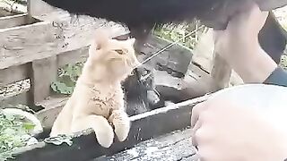 Cats that like fresh milk