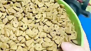 Cats attacking the food bowl