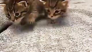 4 quadruplet kittens