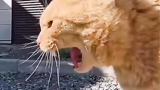 The orange cat is very angry
