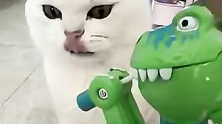 The white cat got angry at the toy