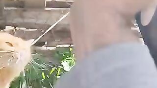 The orange cat that can't get enough milk