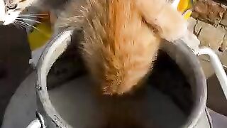 Orange cat that fell into the milk cauldron.