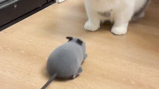 Cat vs. Fake Mouse: The Ultimate Standoff