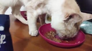 Emo likes Soup Time