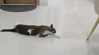 Why?  CAT