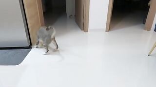 Cat Chases Lizard 5