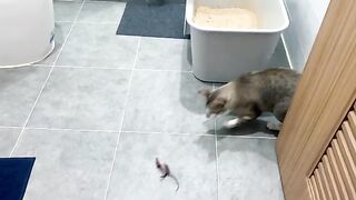 Close Encounters of the Cat Kind 3
