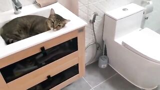 Cat Sleeps in Sink