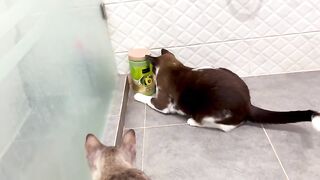 Cat Finds a Crunchy Lizard
