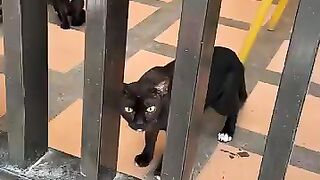 Cat Gets Caught Trying to Steal Sushi