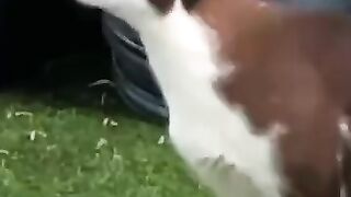 Cat Chatters at Birds 2