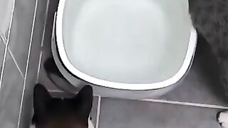 Cats Fight for Mouse