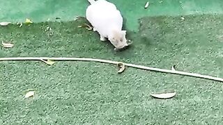 Cat Decapitates Bird