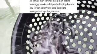 Cara MENGOBATI penyakit JAMUR & AEROMOMAS pada ikan lele