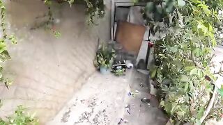 Stray Mama cat's eyes said it all after her kittens got a new house!