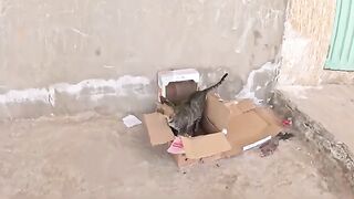 Not AI, just a child helping her parents help stray cats.