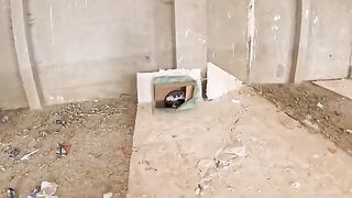Another stray mother cat and her kittens hide there, too afraid to ask for help.