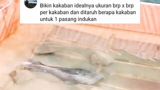 Pemijahan lele LANCAR, Larva lele tidak KEPADATAN dengan alat ini
