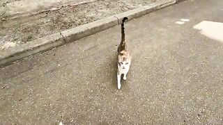 The cat that stands on two legs whenever it sees the couple.