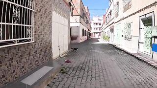 Rescuing a crying pregnant cat in pain from a large wound.