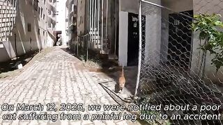 A cat hit by a motorcycle rushes to us asking for help.