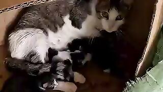 We will create a bright hope for every mama cat we encounter