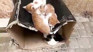 I will make the dreams of stray cats wonderful